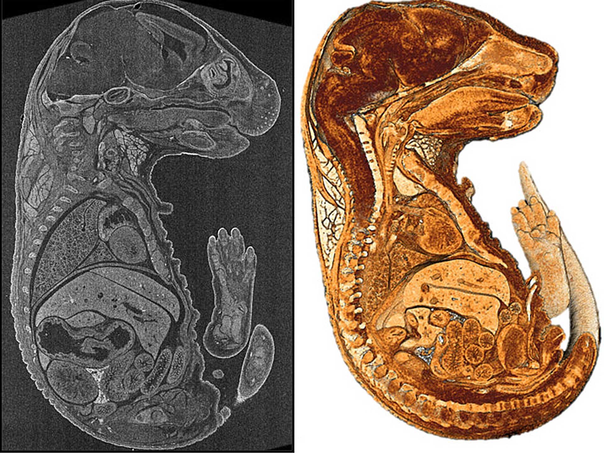 Coupe transversale virtuelle en 2D et vue en coupe d'un rendu 3D d'un embryon de souris dans de la paraffine.