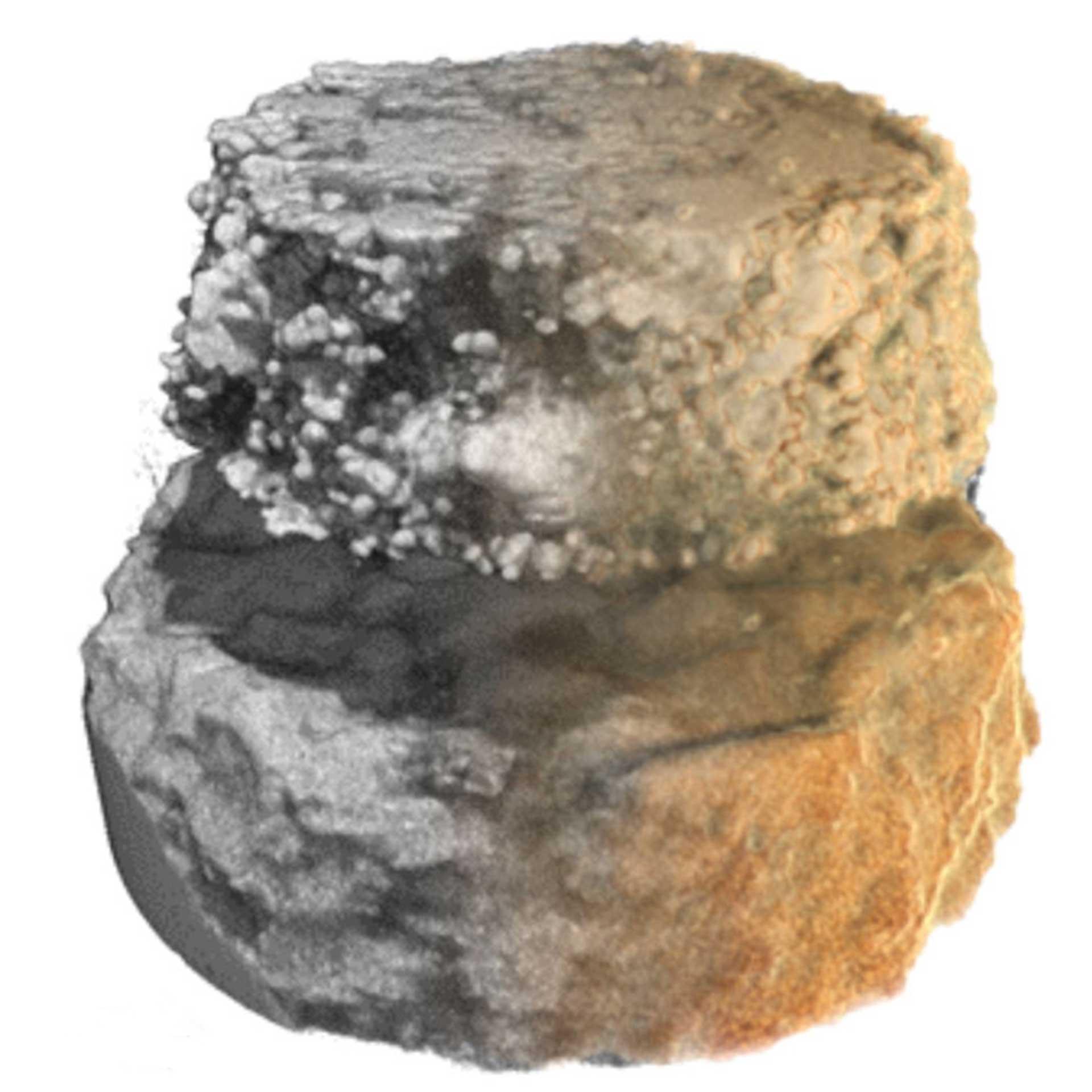 微晶碳酸盐微孔的微柱体，使用多尺度工作流从岩相薄片中提取（样品宽度50 µm）。