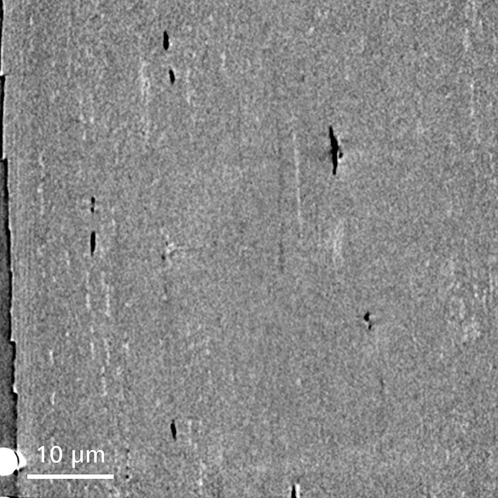 ヒト毛髪の仮想断面像。内部に色素メラノソーム（白色）と細孔（黒色）が可視化されている。画像左が外側のキューティクル層。Xradia 810 Ultra（ゼルニケ位相差）でイメージング。