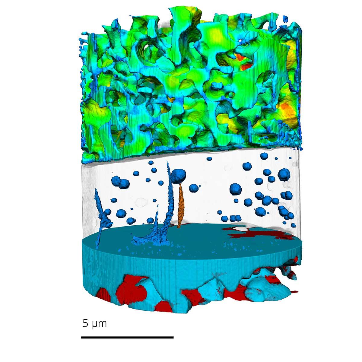 Solid oxide fuel cell anode components segmented with voids seen in center electrolyte. Imaged with Xradia 810 Ultra.​