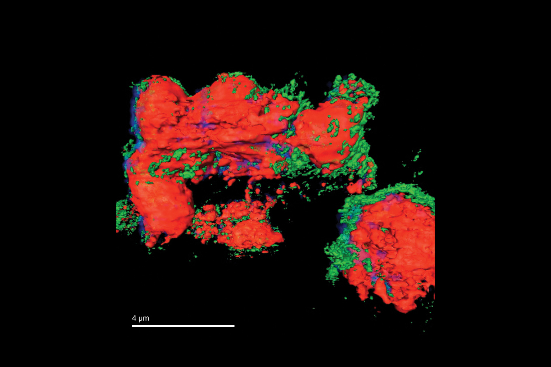 Imagen en 3D de la composición química de un electrodo de la batería de níquel (rojo: NiO, verde: Ni); imagen captada con Xradia 800 Synchrotron. 