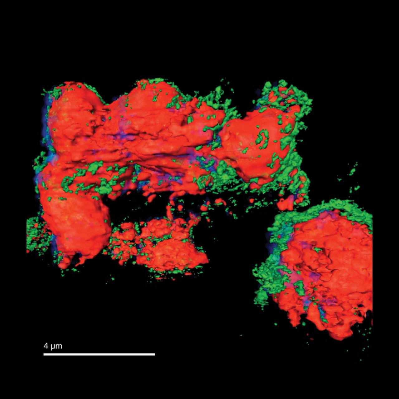 3D image of the chemical composition of a Nickel battery electrode (red: NiO, green: Ni); imaged with Xradia 800 Synchrotron.