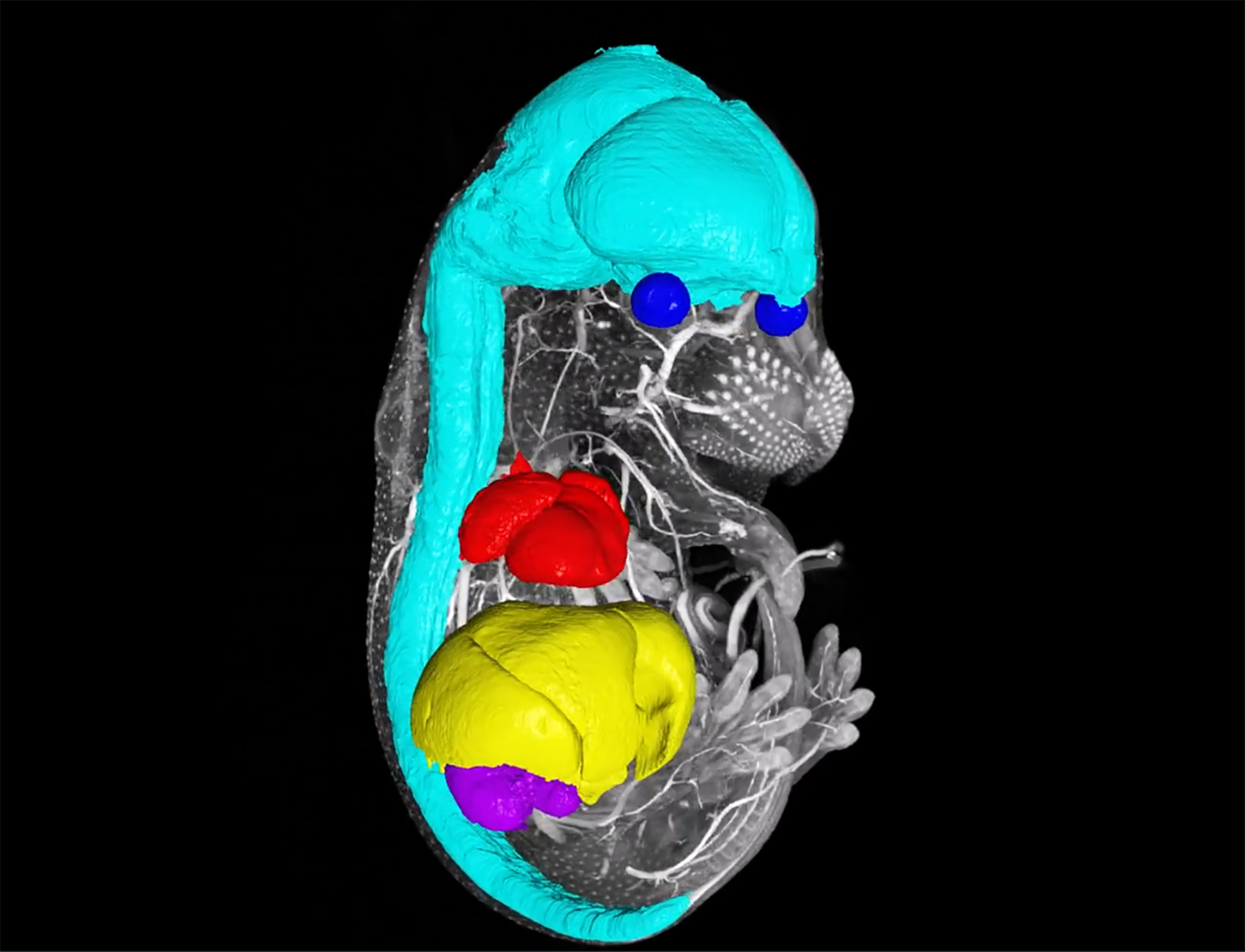 Mouse embryo arivis Pro segmentation. Courtesy Baylor College of Medicine, USA