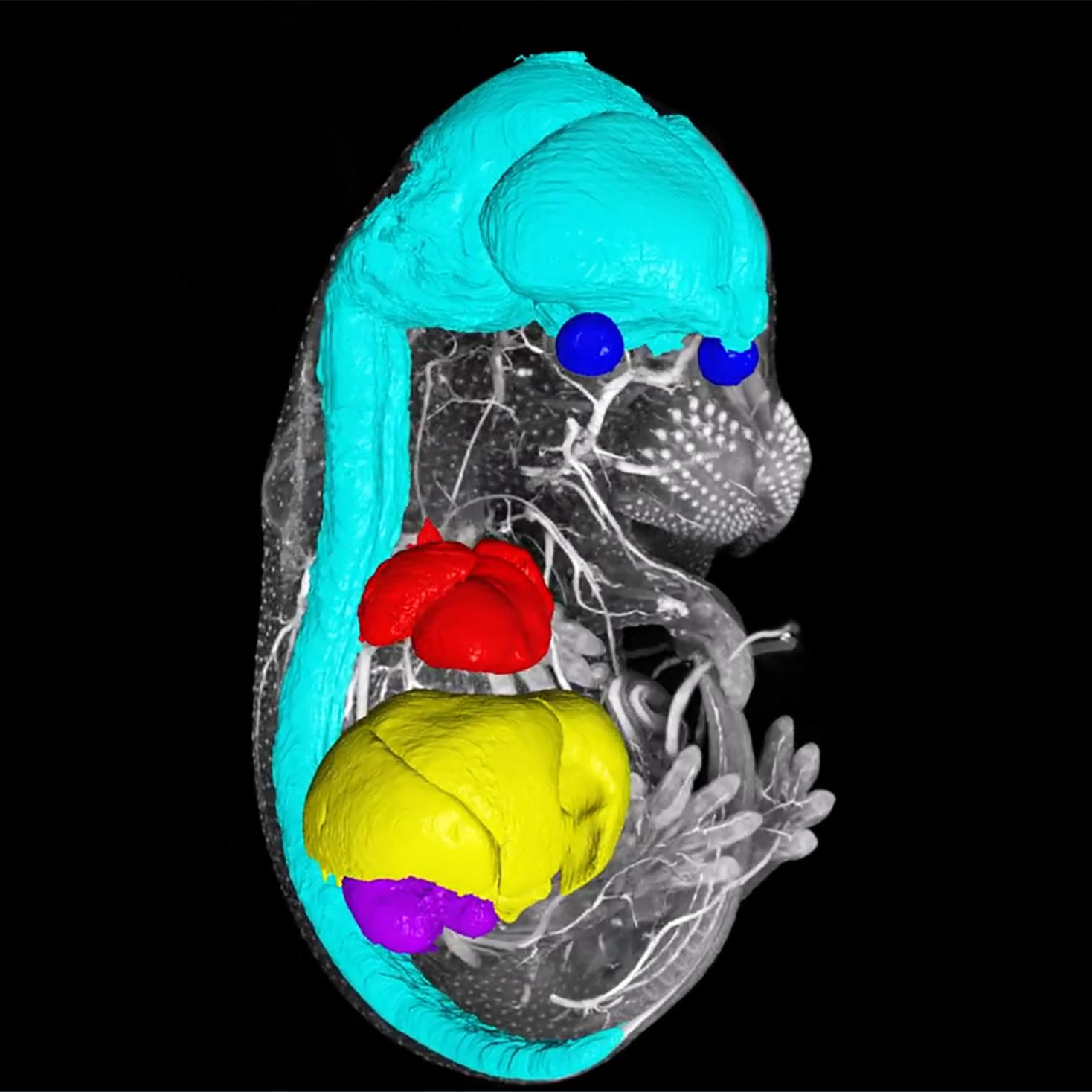 Mouse embryo arivis Pro segmentation. Courtesy Baylor College of Medicine, USA