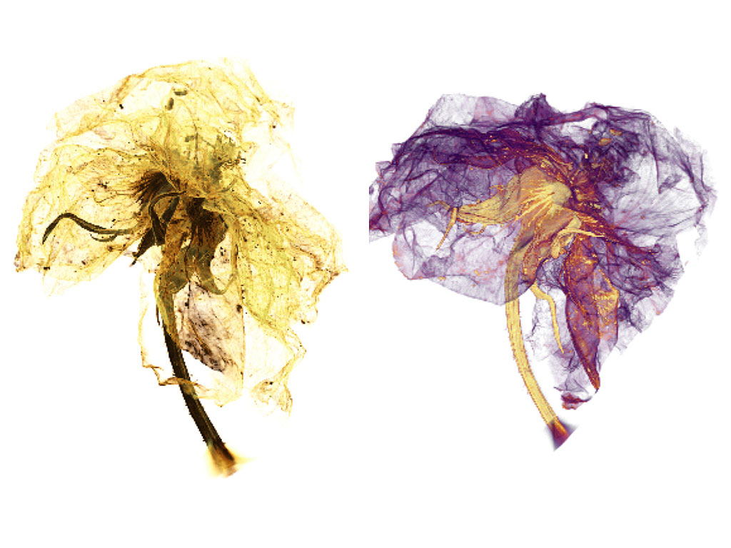 3D表示で構成要素が明らかとなった花のXRM顕微鏡画像。 