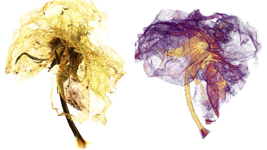 The XRM micrograph of a blossom reveals its components in a new 3D view.