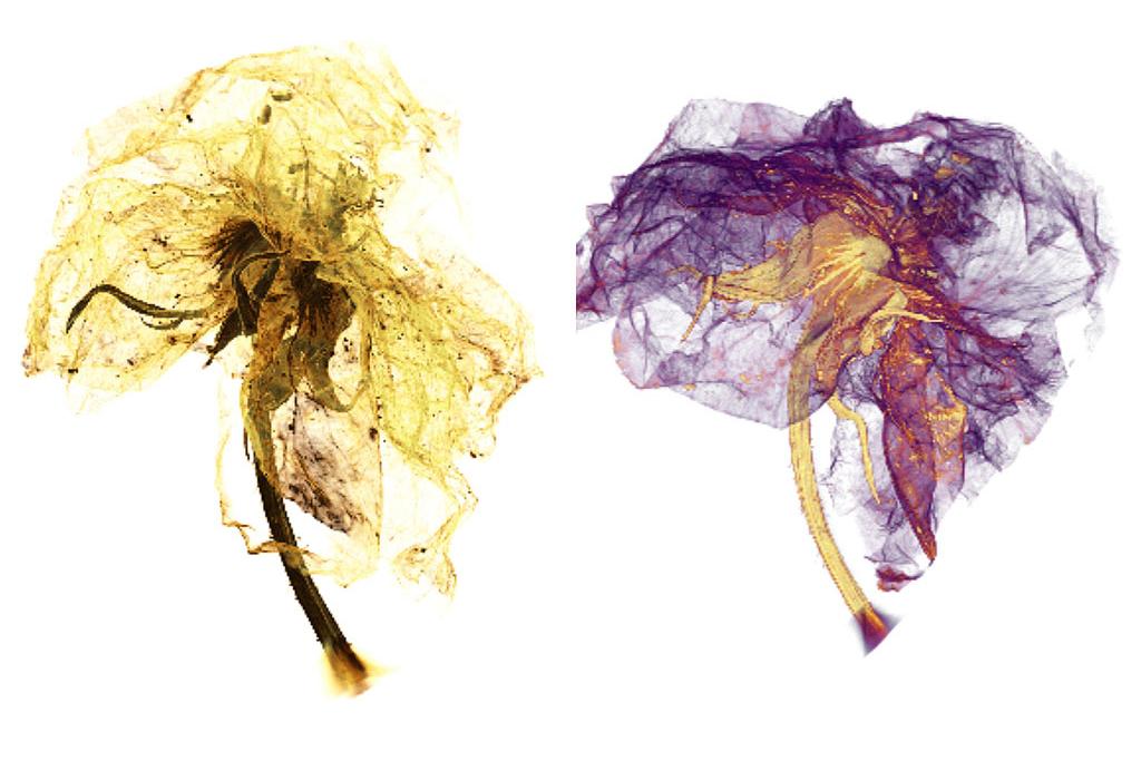 La micrografía XRM de un capullo de flor revela sus componentes en una nueva vista en 3D.