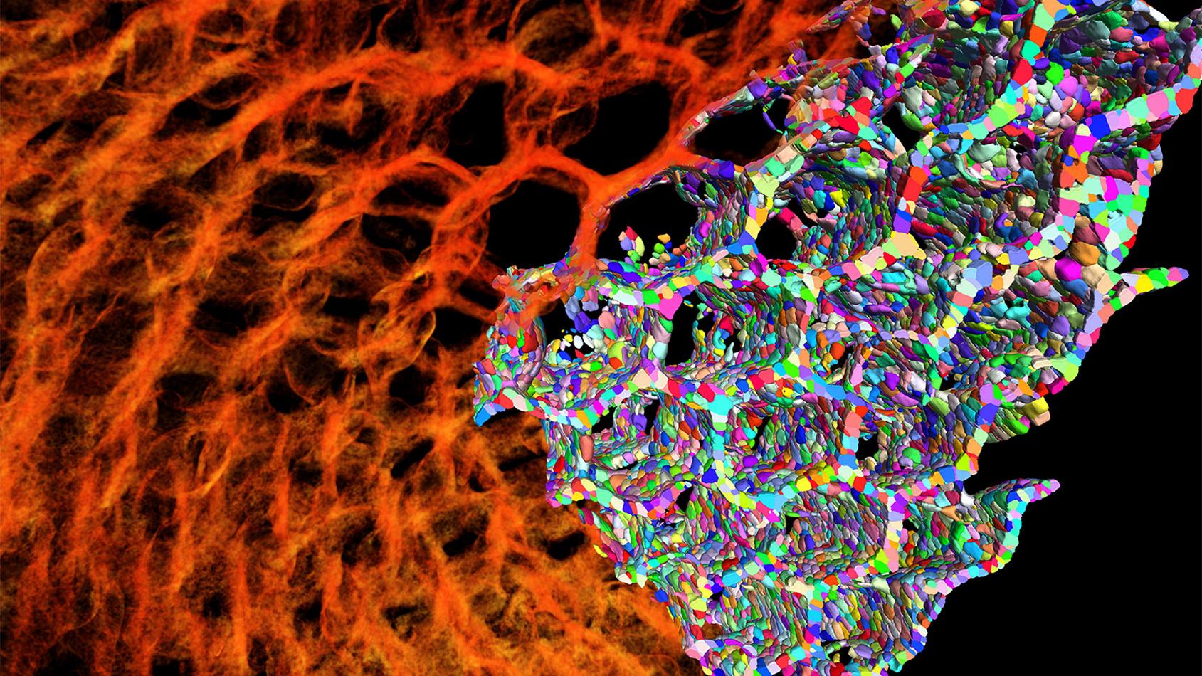 Twisted iron honeycomb prepared by hydrogel infusion additive manufacturing (HIAM). 