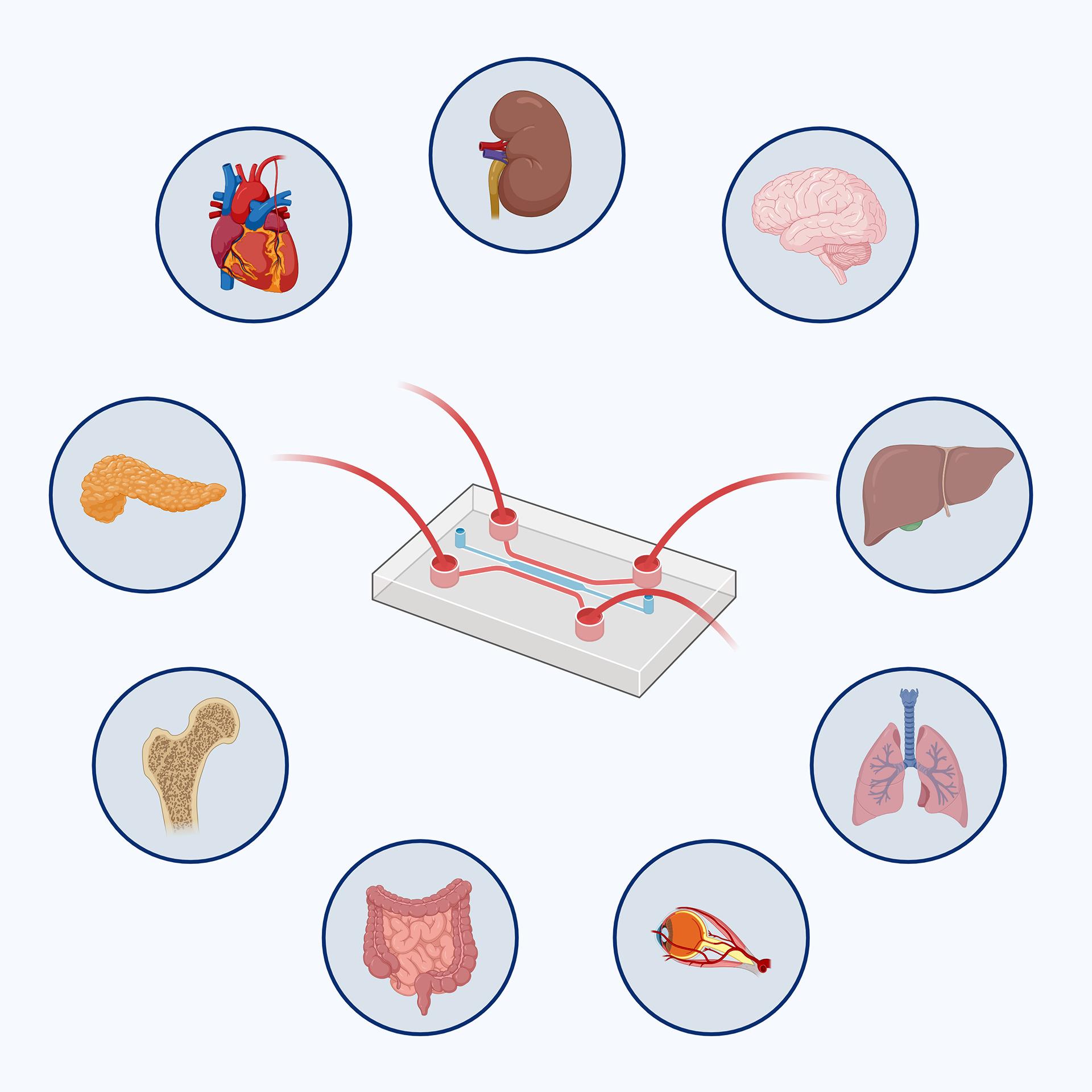 Figure 1: Microfluidic cell culture system (organ-on-a-chip)