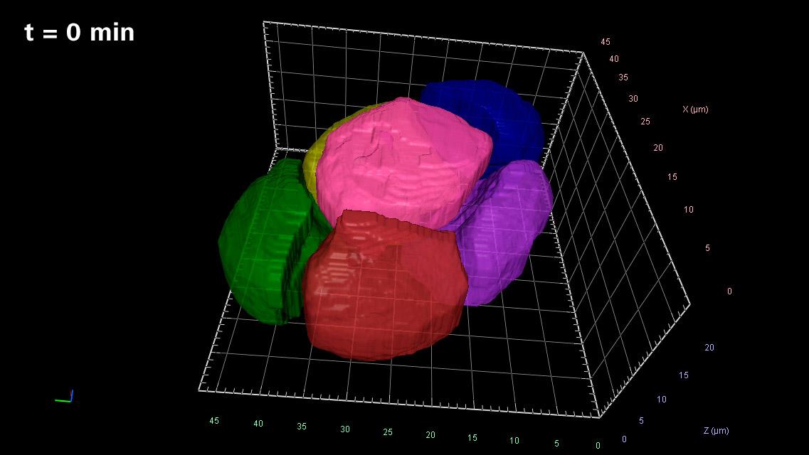 Illustration of mosaic development in the early embryo, t = 0 min