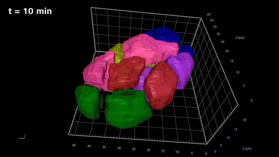 Illustration of mosaic development in the early embryo, t = 10 min