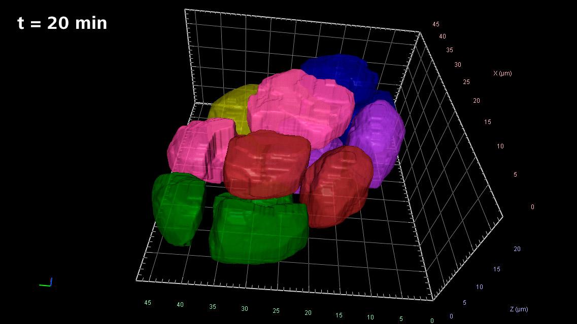 Illustration of mosaic development in the early embryo, t = 20 min
