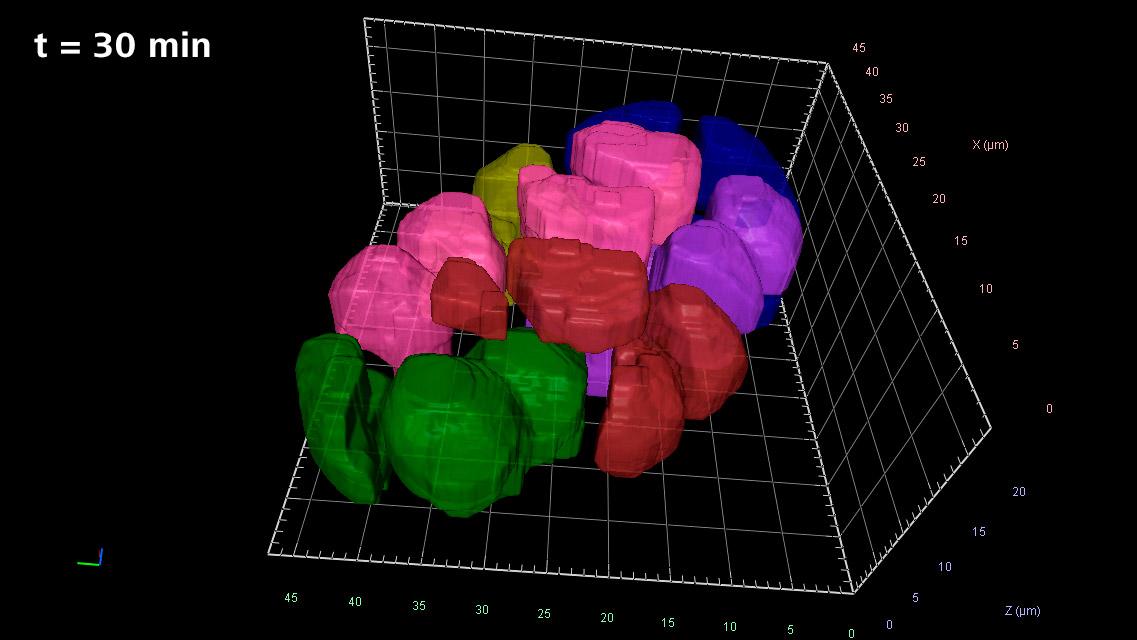 Illustration of mosaic development in the early embryo, t = 30 min