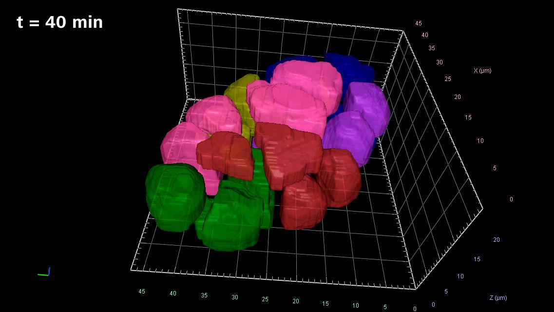 Illustration of mosaic development in the early embryo, t = 40 min