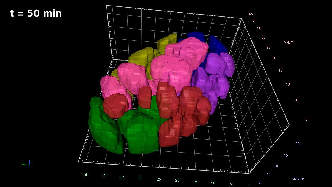 Illustration of mosaic development in the early embryo, t = 50 min