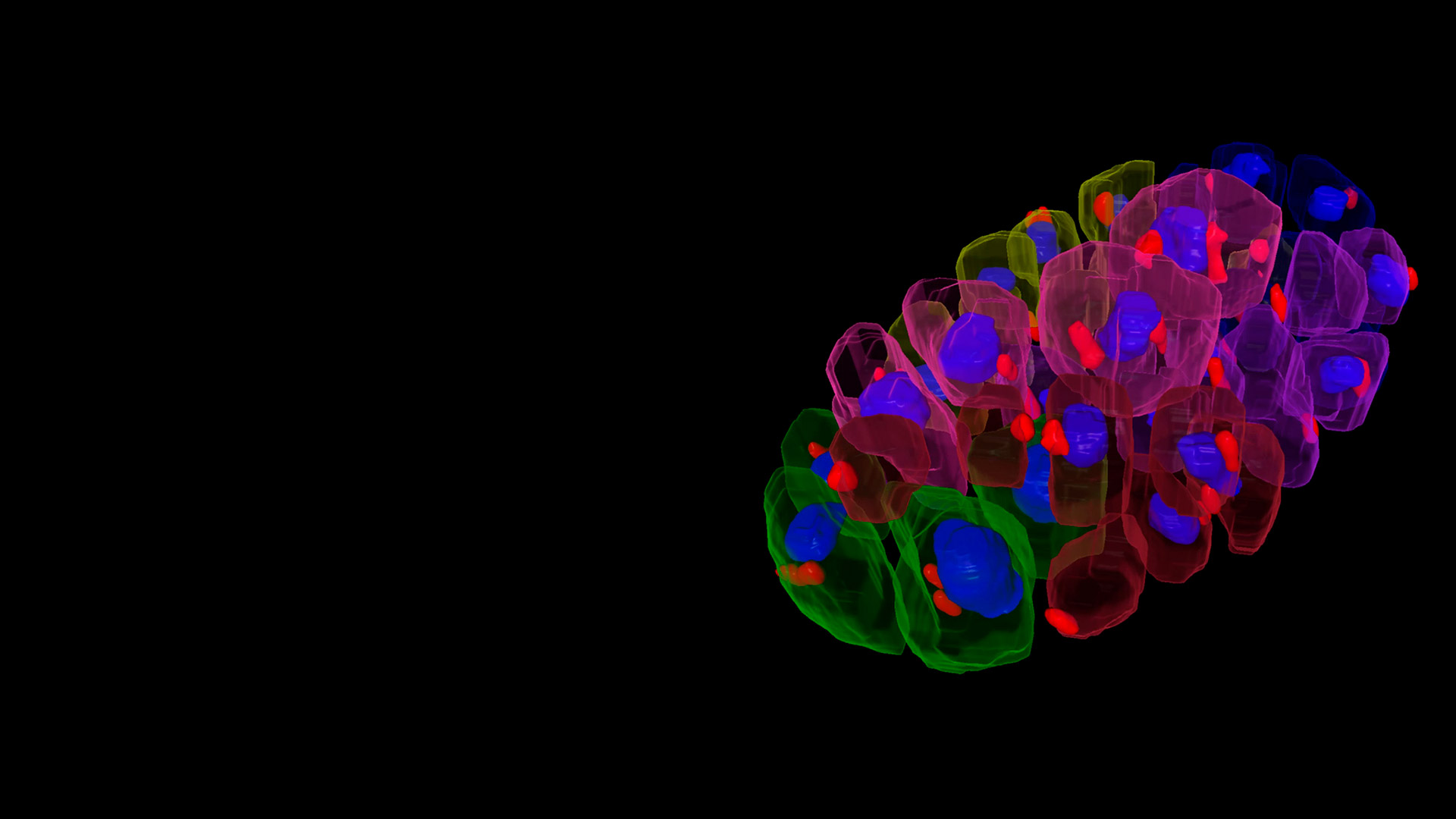 From Image to Results - C. elegans Embryo Cell Division Tracking - Part II