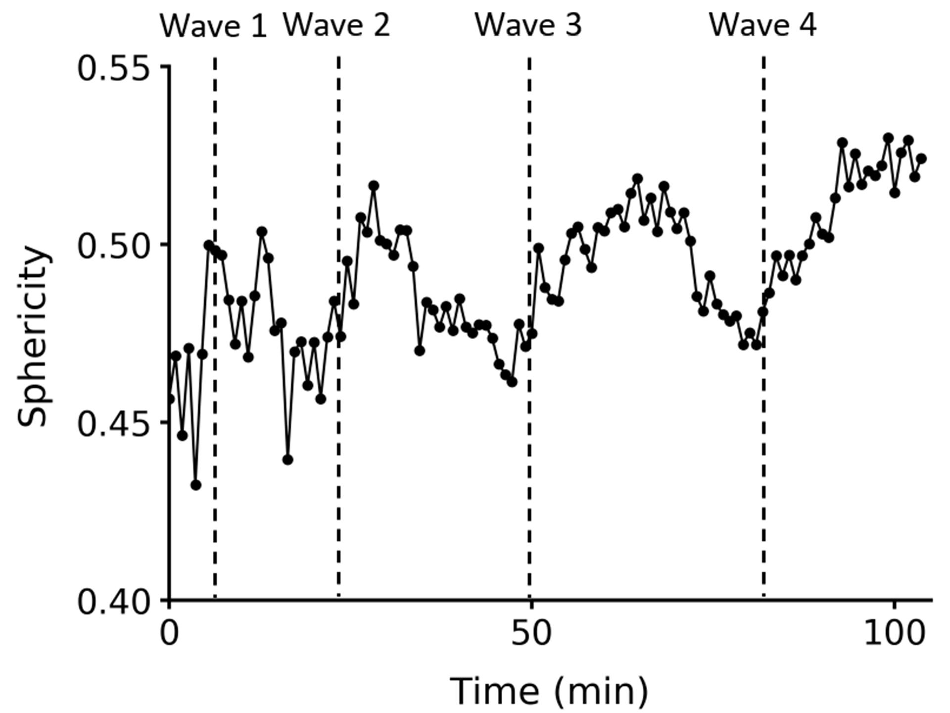 Figure 5C: Cell compartment sphericity. Sphericity is averaged for each time point. Vertical lines indicate peak mitotic waves.
