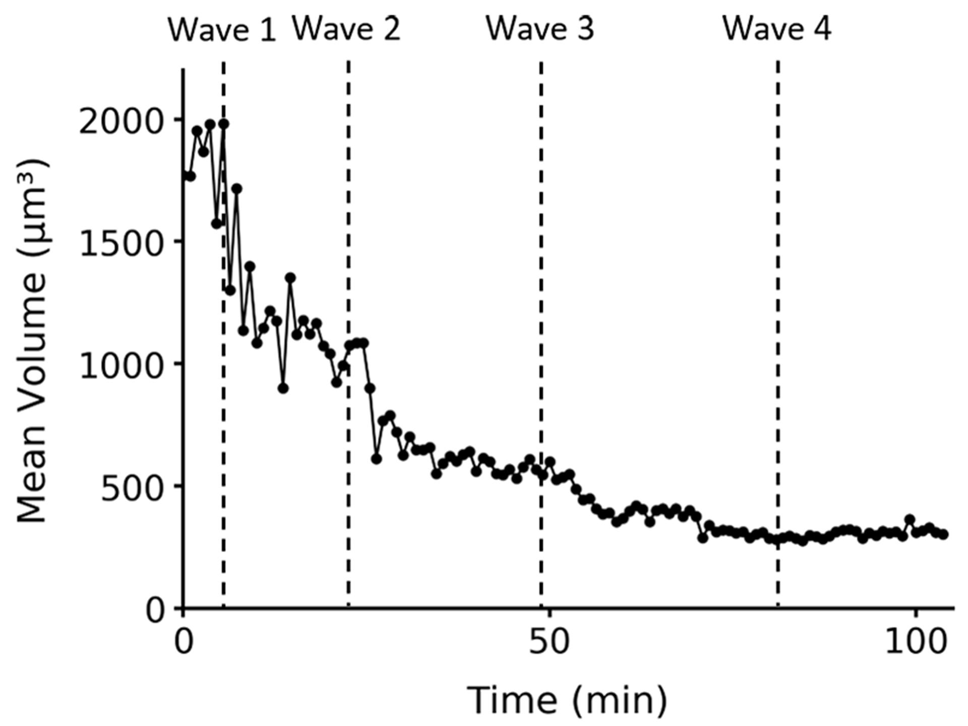 Figure 5B: Cell compartment volume. Volumes are averaged for each time point. Vertical lines indicate peak mitotic waves.