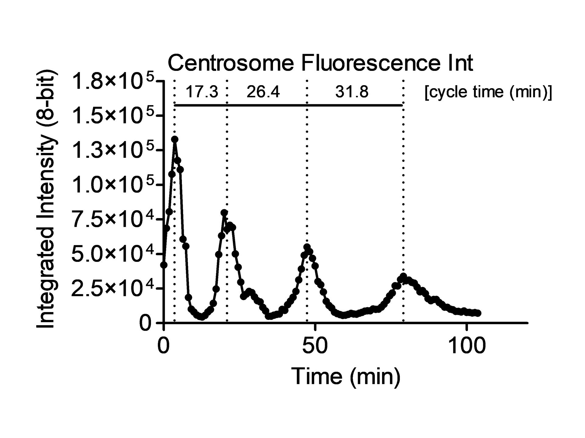 Figure 3B: Centrosome fluorescence intensities. Sum intensities were averaged for every single time point. Vertical lines identify peak link to waves of mitotic division.