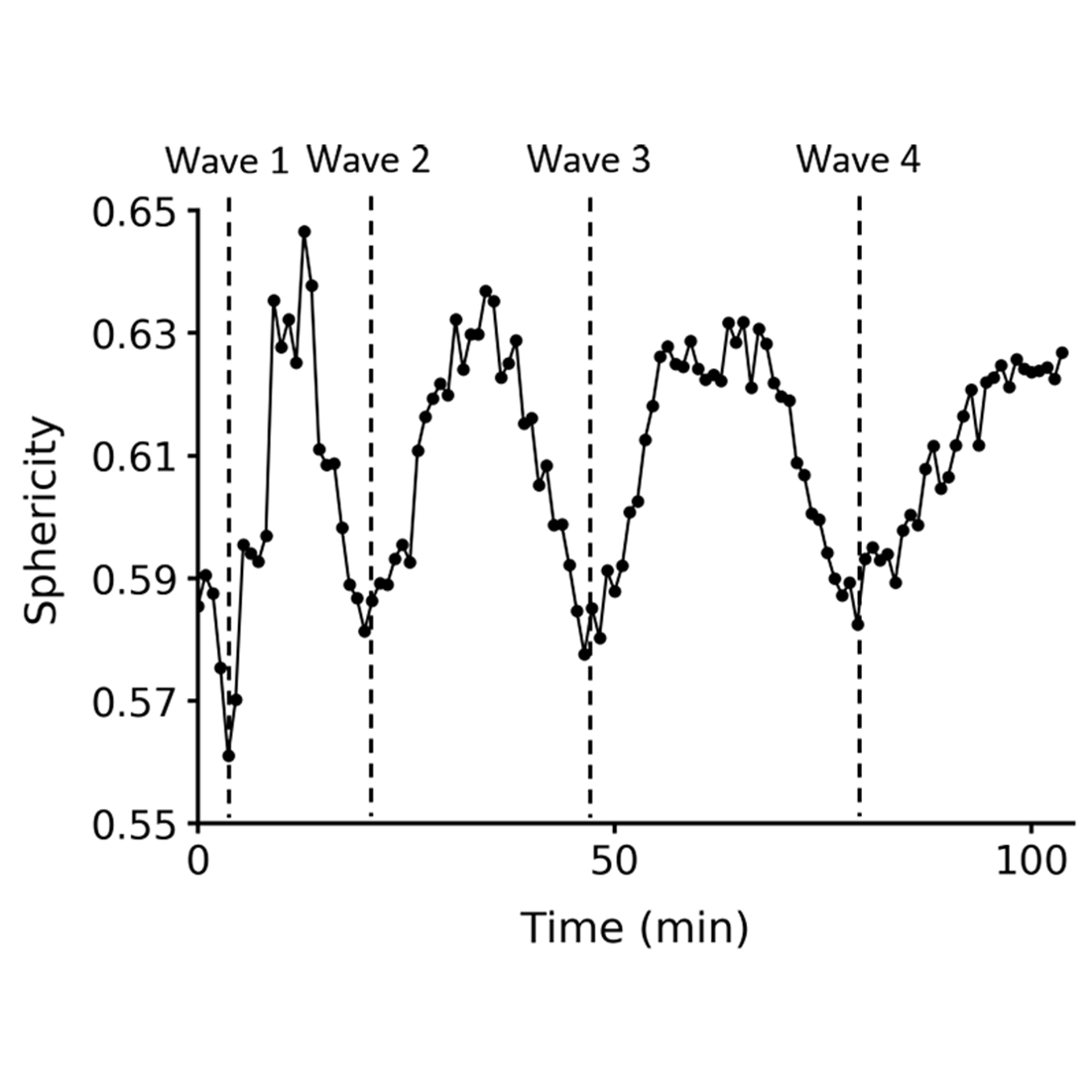 Figure 4B: Centrosome sphericity. Mean sphericity averaged over time points. Vertical lines indicate mitotic wave peaks.