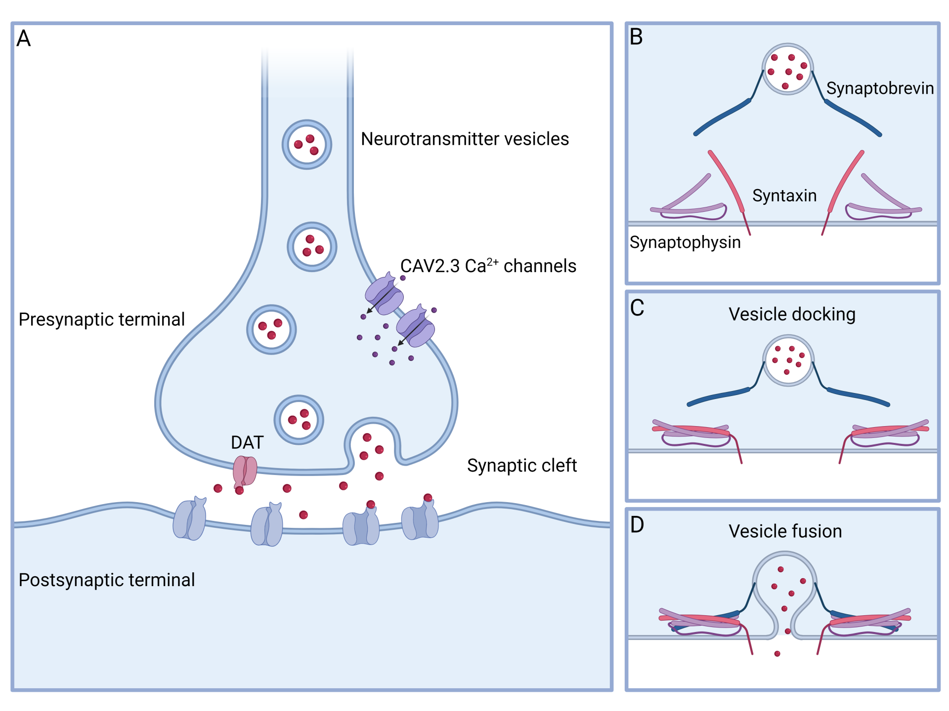 Simplified diagram of the synaptic components and neurotransmitter release