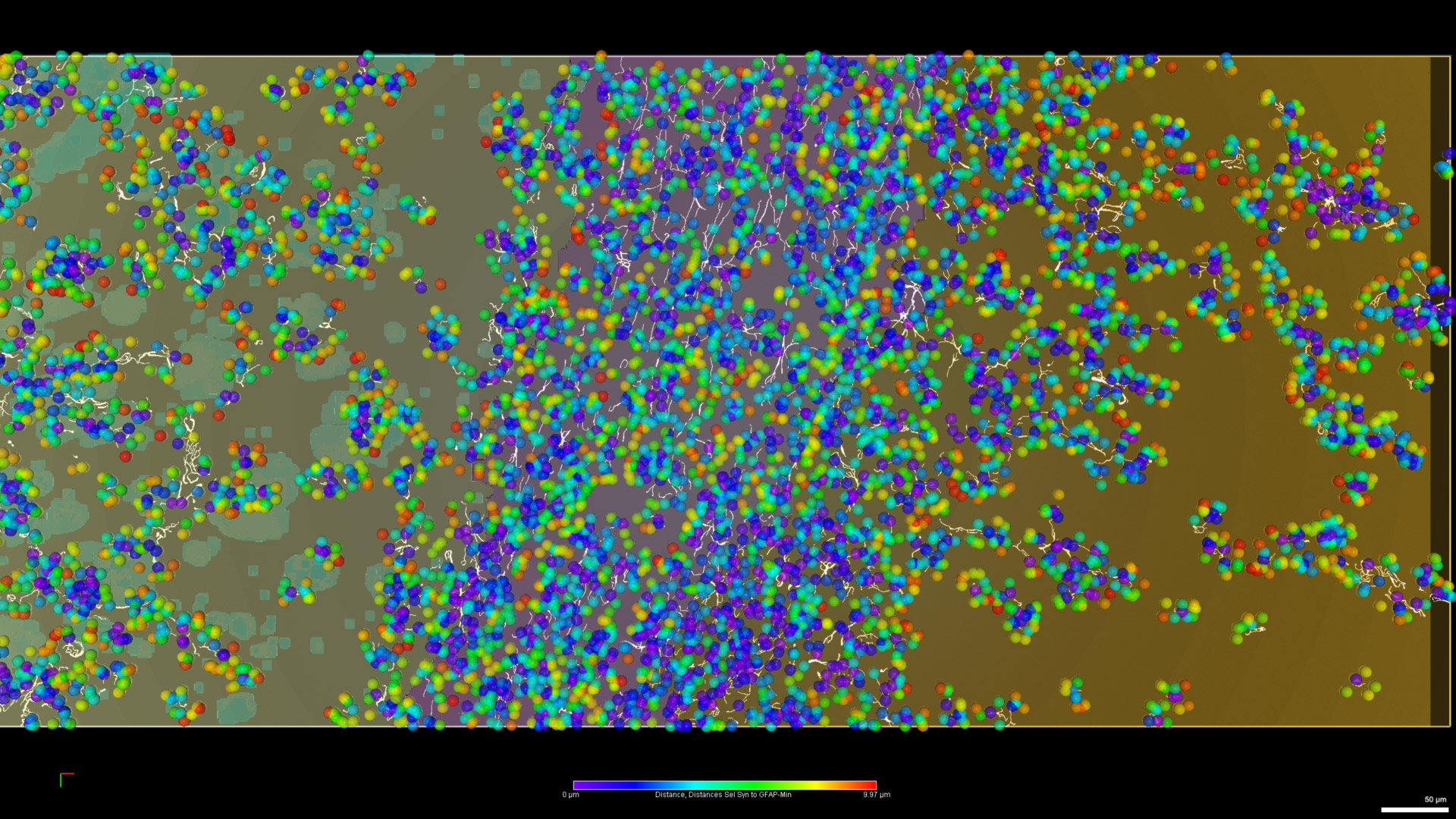 Figure 19: Synaptic proximity to GFAP. Visual representation of the subsetted synapses, color-coded by their distance to the nearest GFAP filament. The objects with a distance over 200 μm were removed