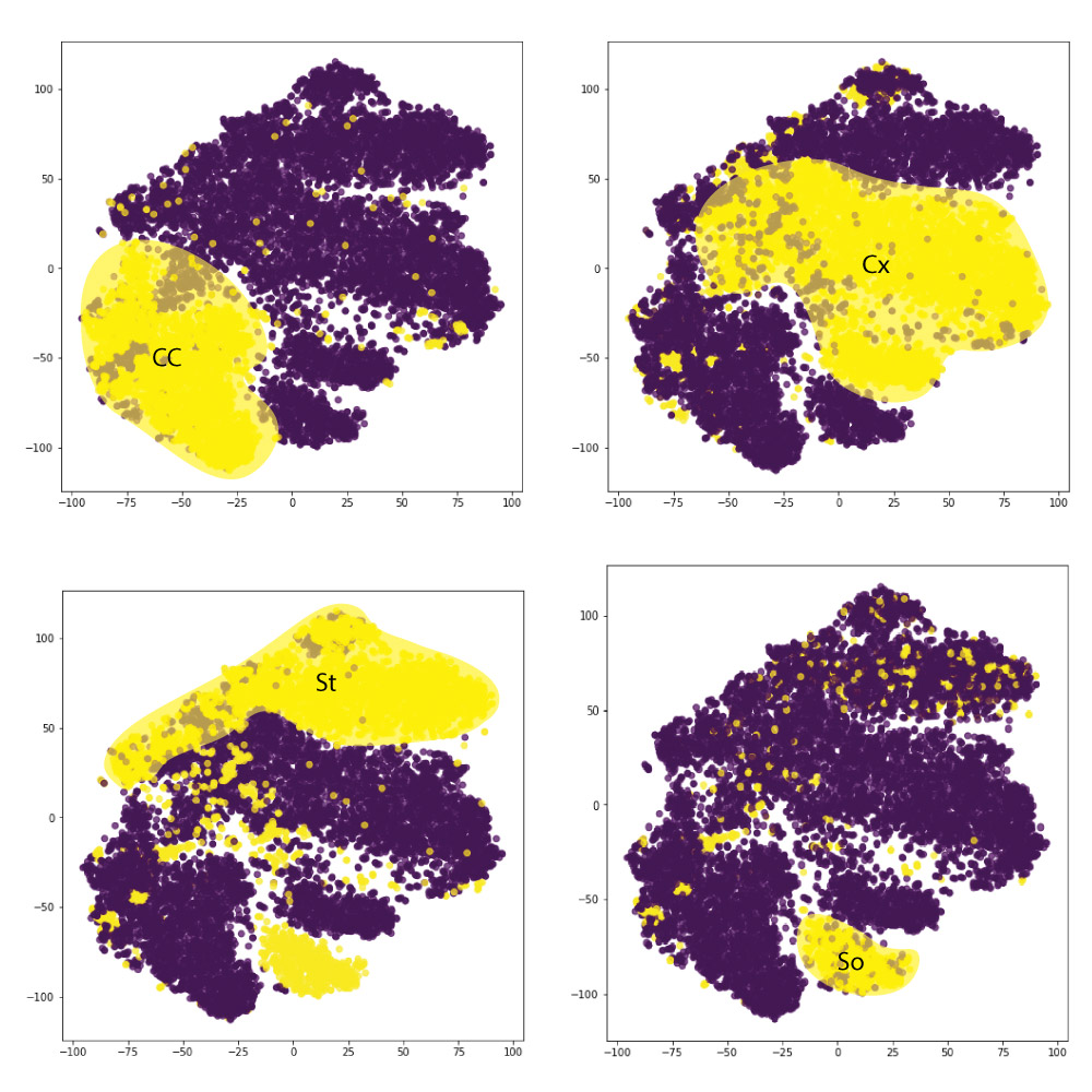 Figure 21: Brain region clustering in the reduced dimensionality space. Each spot represents an individual synapse.