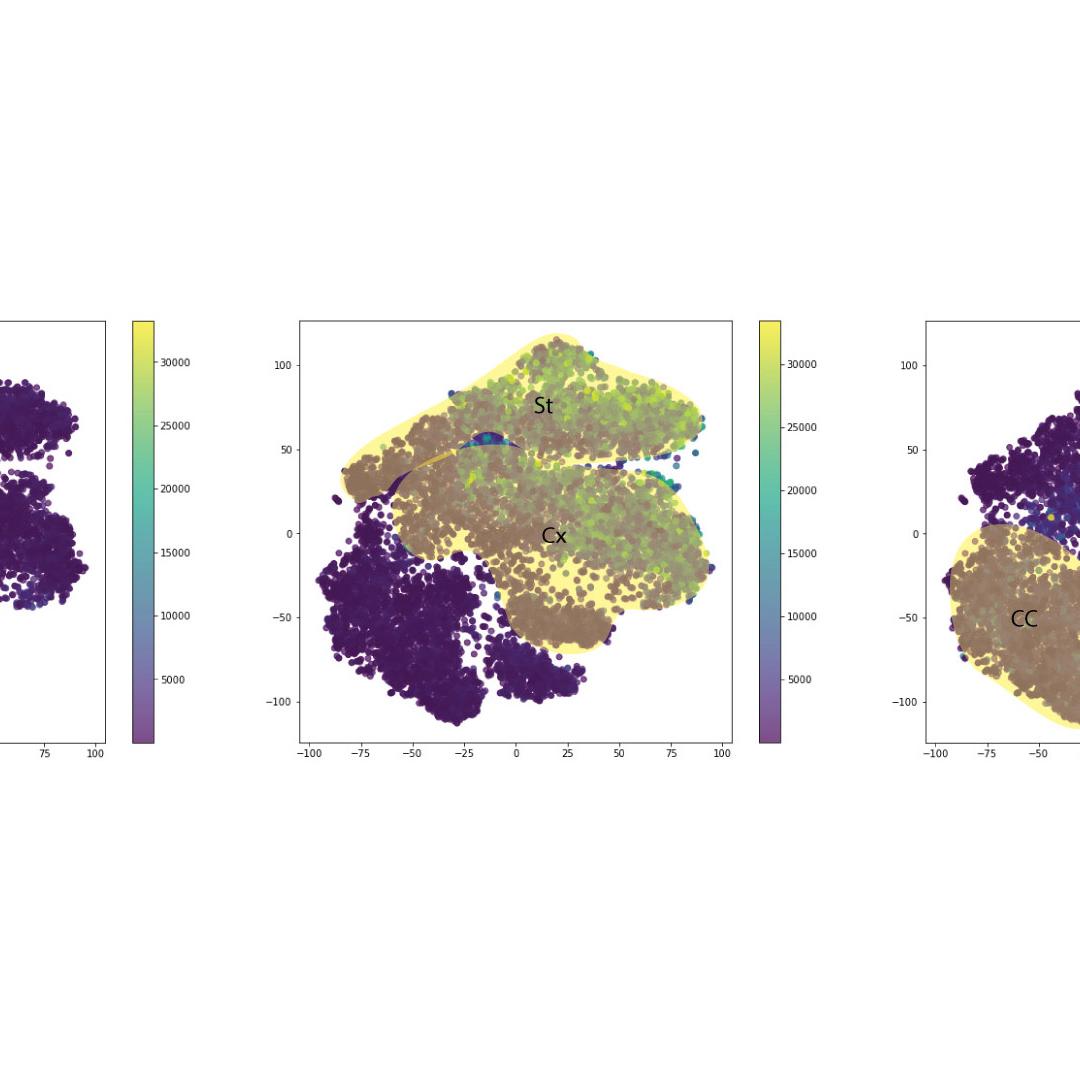 Figure 23: Expression of Piccolo, Bassoon and MAP2 in the reduced dimensionality space