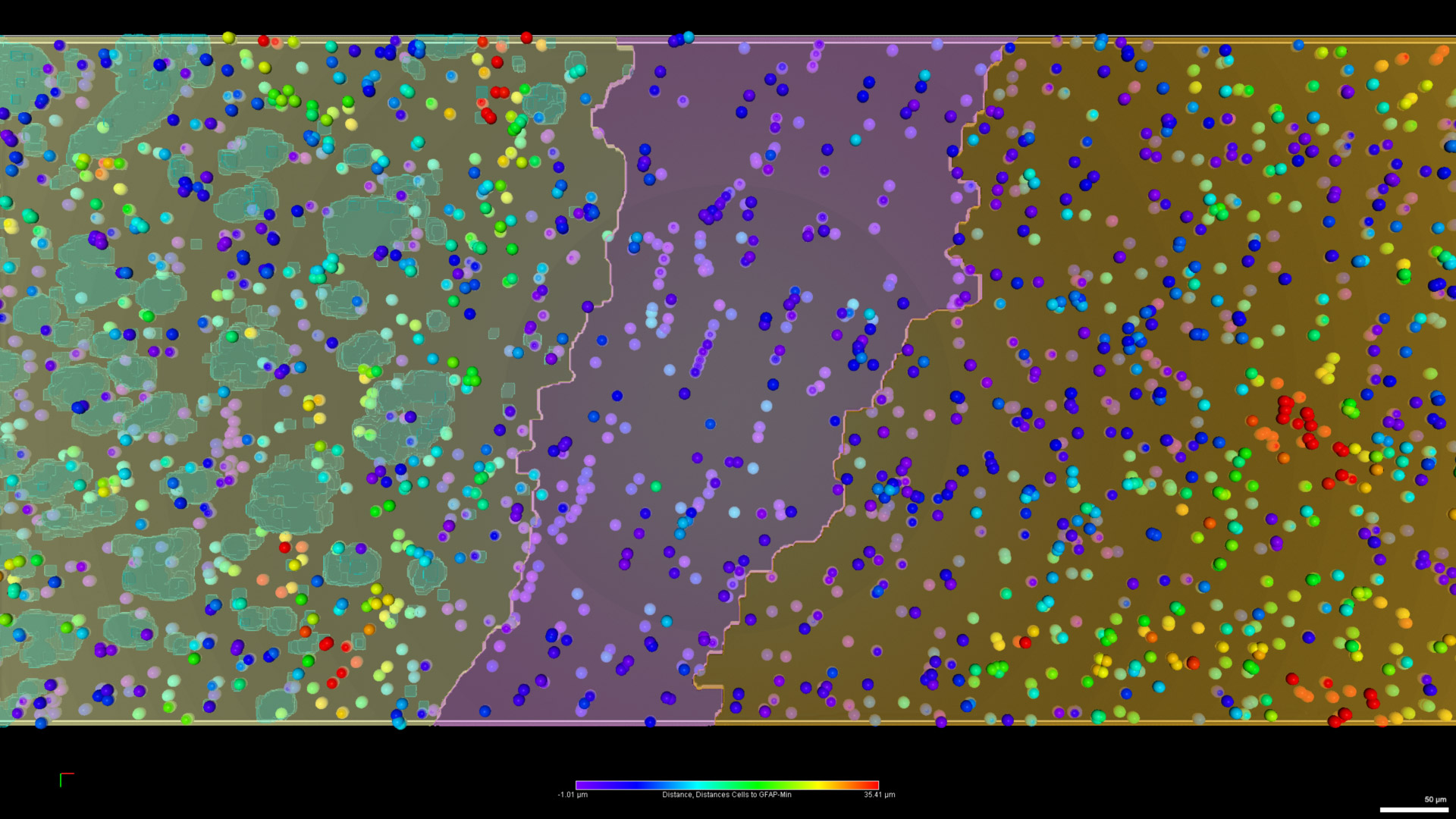 Figure 26: Cell proximity to GFAP. Digital reconstruction of the cell bodies represented as objects, color-coded by their distance to GFAP signal
