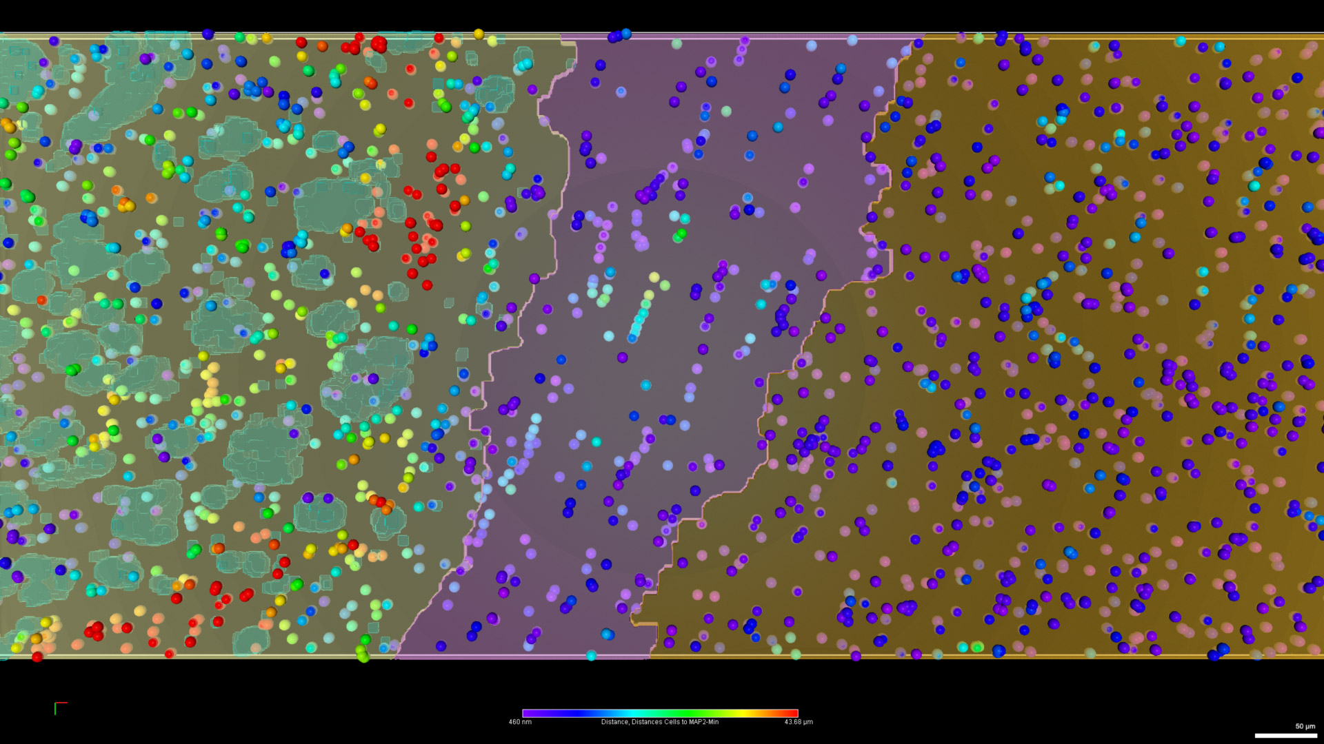 Figure 27: Cell proximity to MAP2. Digital reconstruction of the cell bodies represented as objects, color-coded by their distance to MAP2 filaments