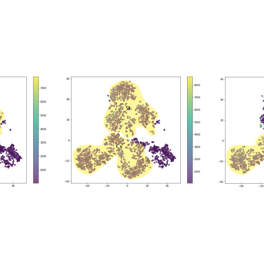 Figure 29: Expression of NeuN, Bassoon and CXCL12 in the reduced dimensionality space