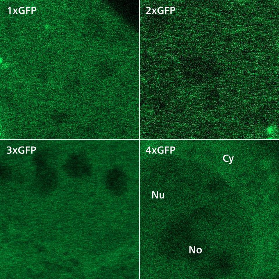 Figure 3: Single images from the GFP oligomer expression in cells