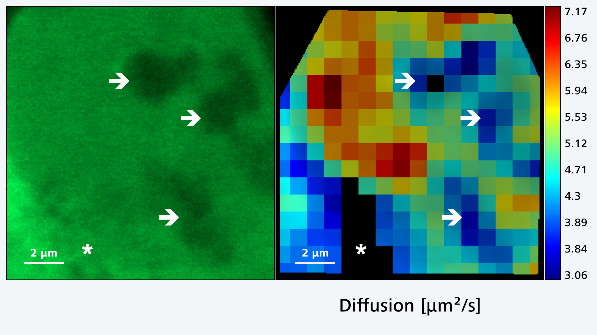 Figure 8: Grid-based Heatmap. A. Intensity image of timepoint 0 in the RICS timelapse. Nucleoli are indicated by arrows, ER is indicated by an asterisk. B. Grid-based heatmap, 32x32 sectors. The color bars indicate the range of diffusion coefficient values. The scale bar in each image has a size of 2 micrometers. Grid elements which cannot be analyzed due to the lack of usable data are shown in black.