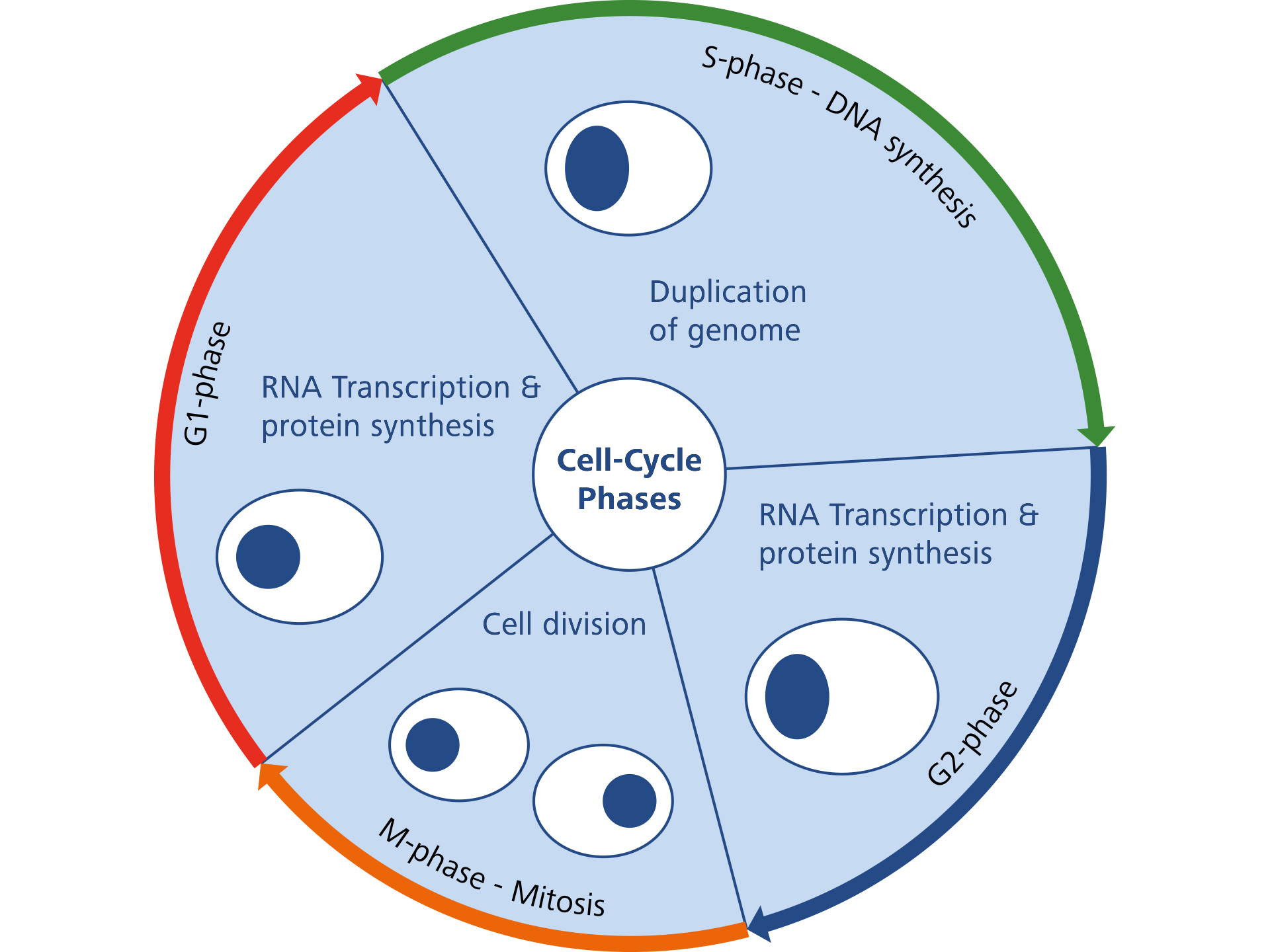 Figure 1A: Scheme of cell-cycle phases