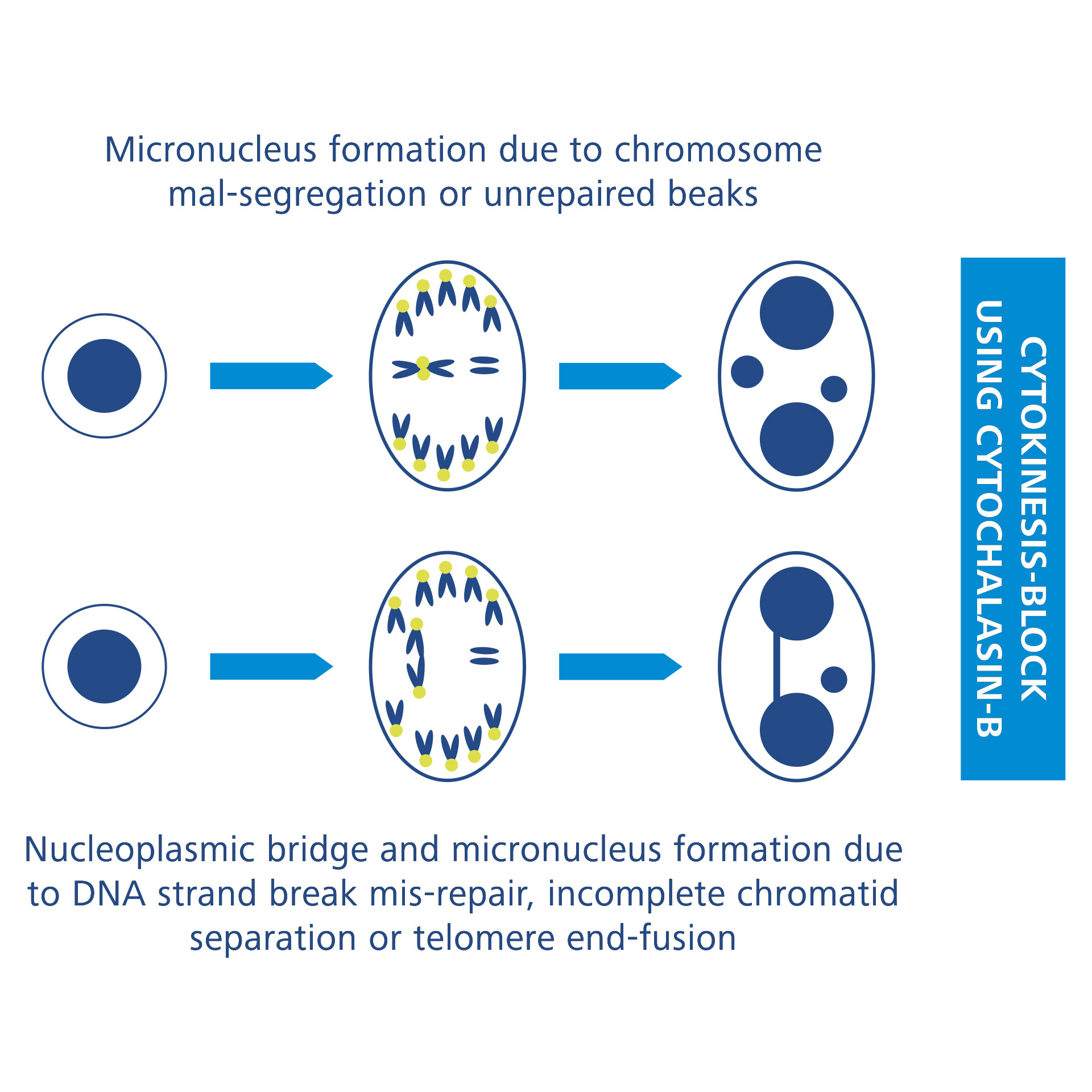 Mechanisms of micronucleus formation during mitosis