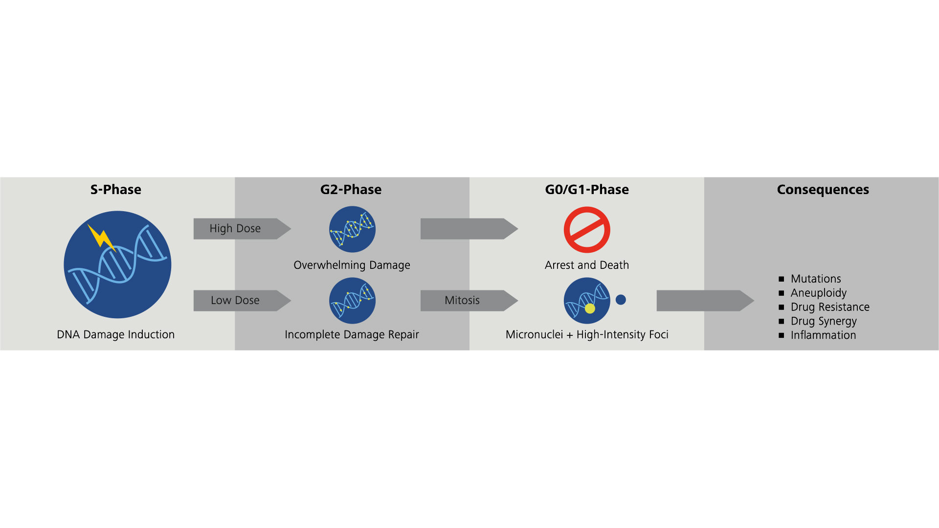 Summary of drug effector mechanisms