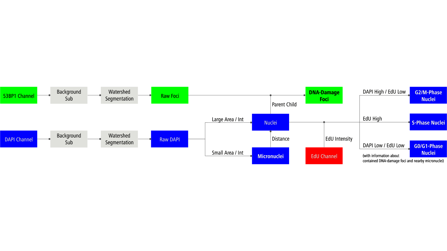 Image Analysis Procedure