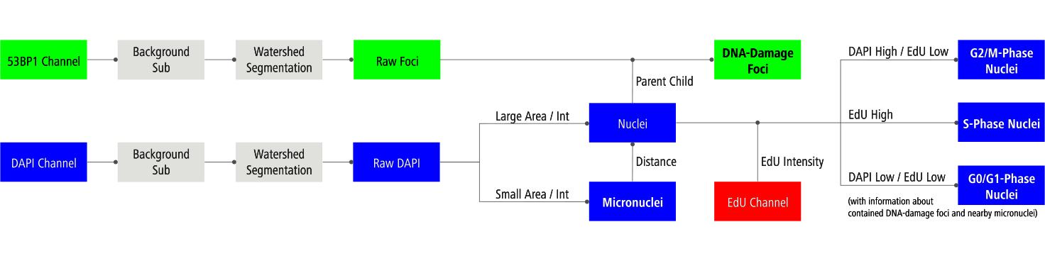 Image Analysis Procedure