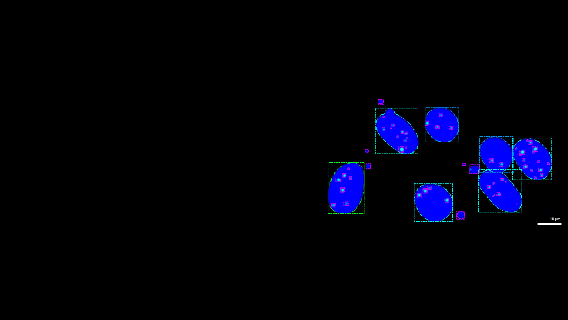 From Image to Resuls | High Content Imaging for Genotoxicity