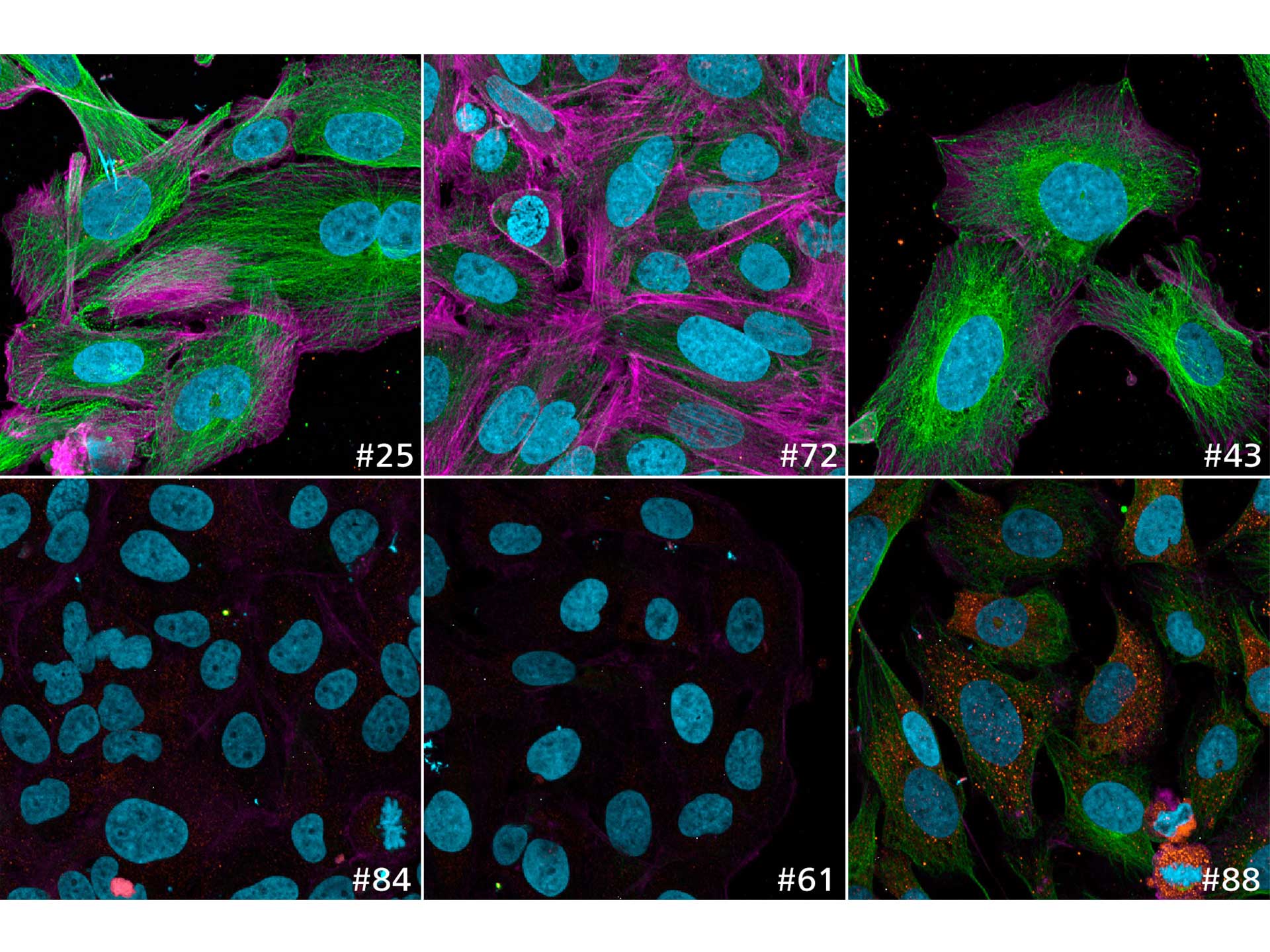 Figure 8c: Example images showing the variation of quantitative read-outs within the data set; here actin intensity (purple) is shown. Sample IDs are shown with every image.