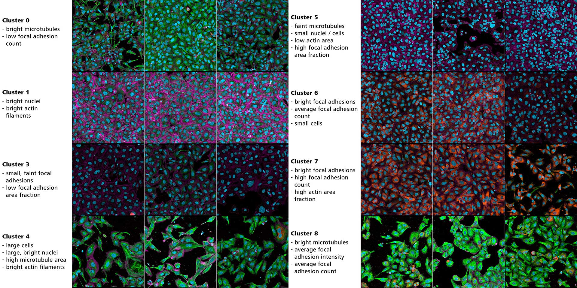 Figure 12: Original images from various clusters as determined by sample-centric cluster analysis. For each cluster, the characteristic differentiating features are displayed.