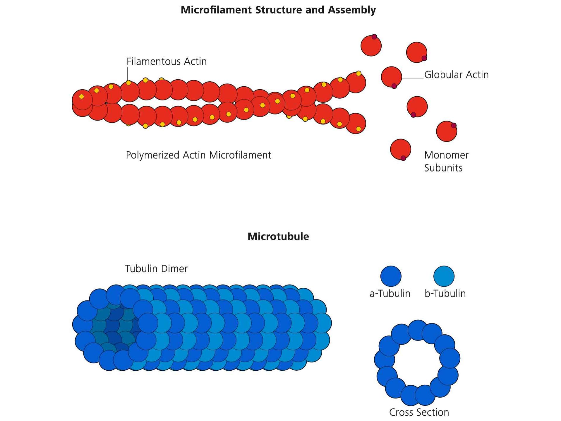 Figure 1: Structure of Actin and Microtubule Filaments
