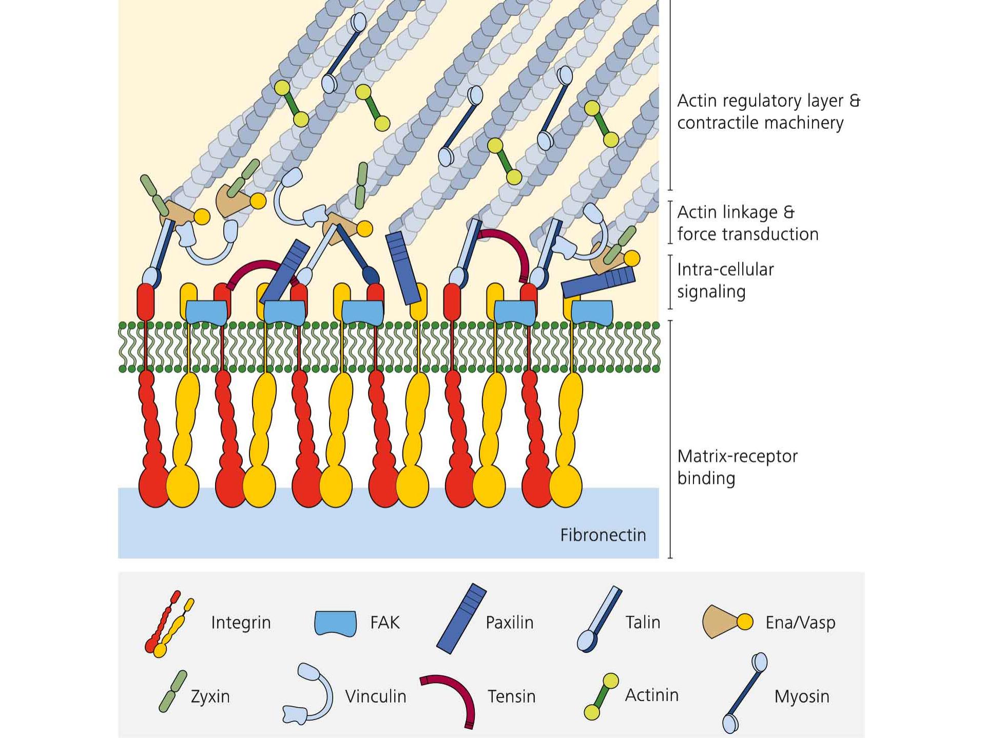 Figure 2: Structure of Focal Adhesions