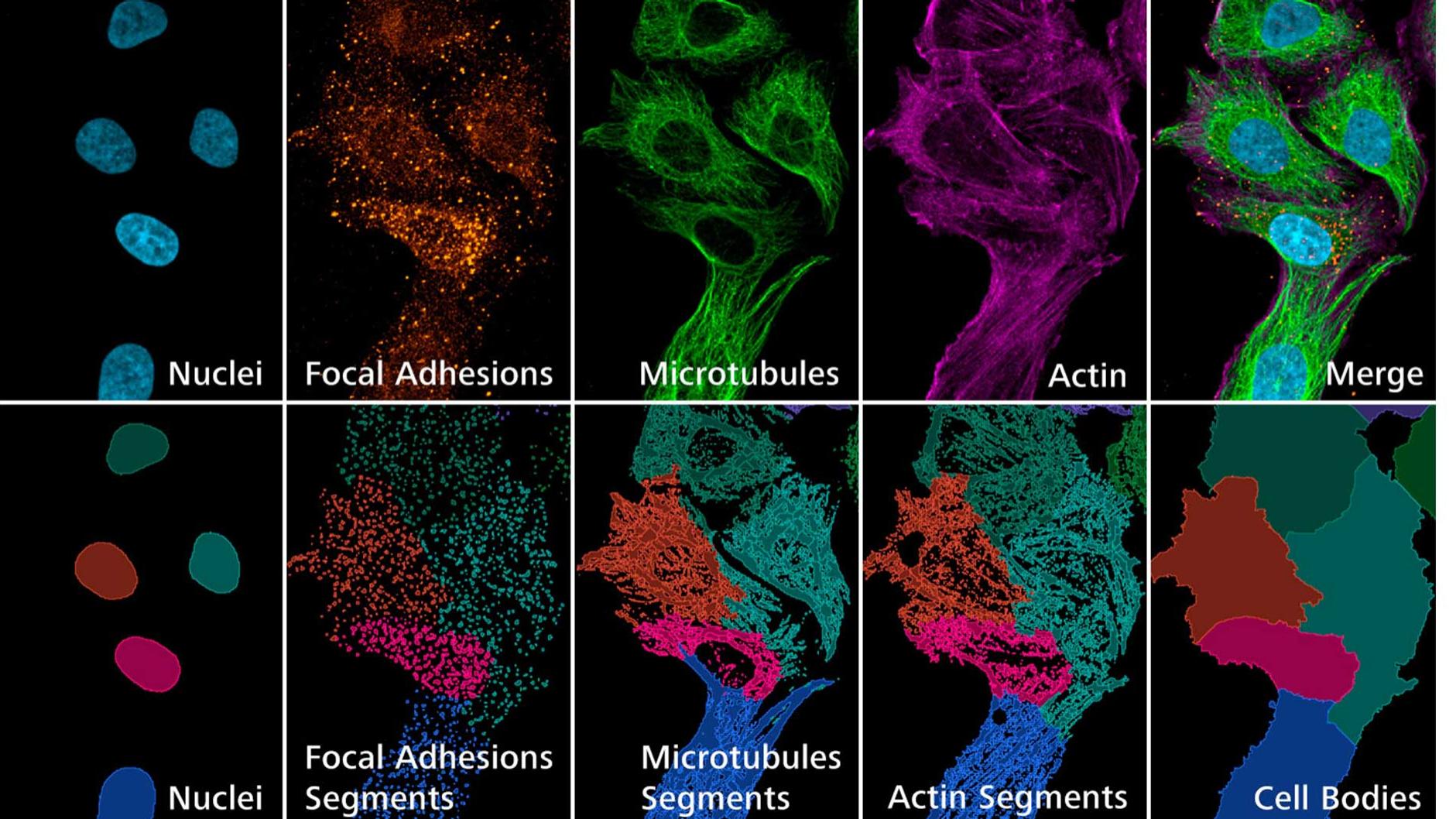 Visual validation of image analysis segmentations.