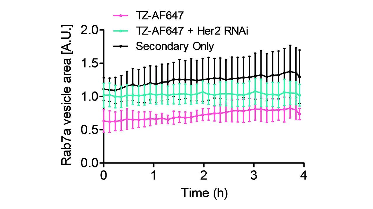 Relative areas of segmented GFP-Rab7a endosomes over time