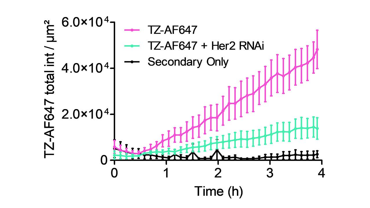TZ-AF647 accumulation in GFP-Rab7a endosomes over time