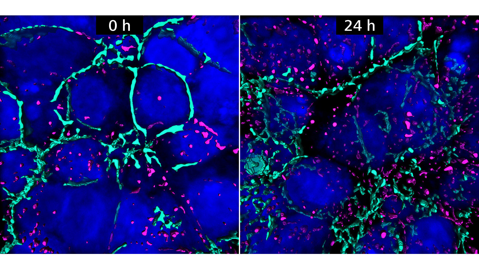 Distribution of TZ-AF647 on cancer spheroids based on image analysis
