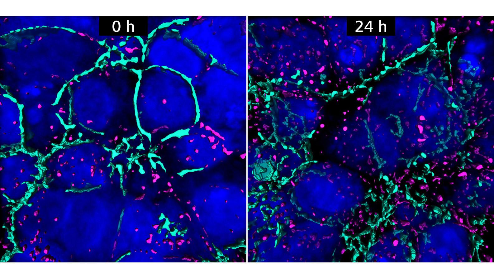 Distribution of TZ-AF647 on cancer spheroids based on image analysis