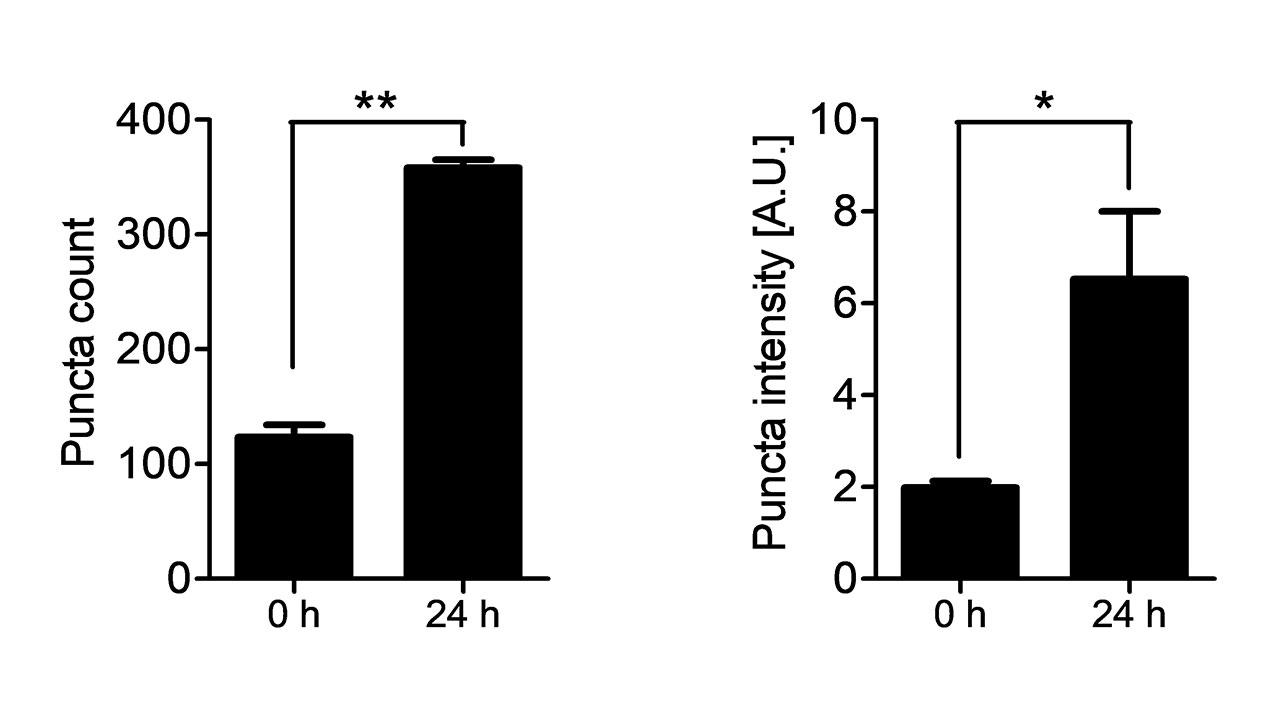 TZ-AF647 internalization over time