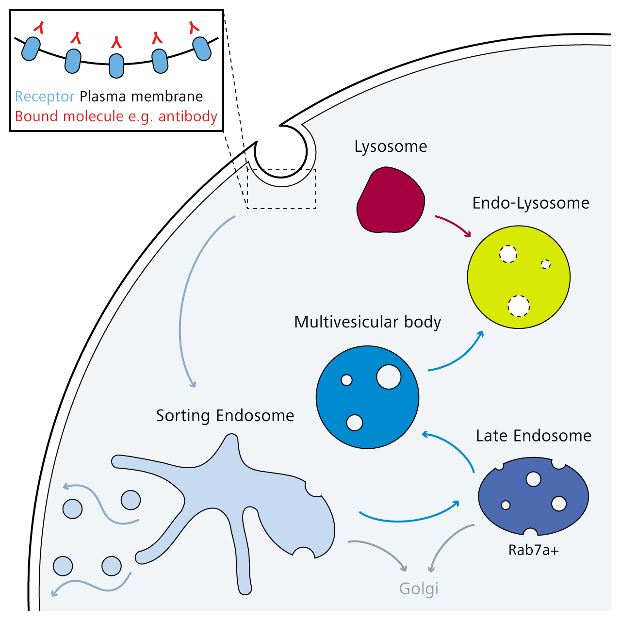 Cartoon schematic of antibody internalisation and endolysosomal trafficking